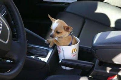 süßer kleiner Hund im Becher Auto lustig