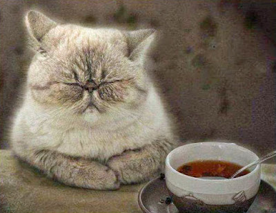de-motivierende Bilder - müde Katze am Tisch lustig