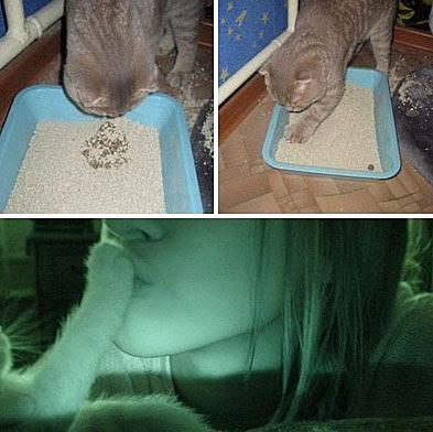 Unhygienische Katzenpfoten wenn sie im Katzenklo graben