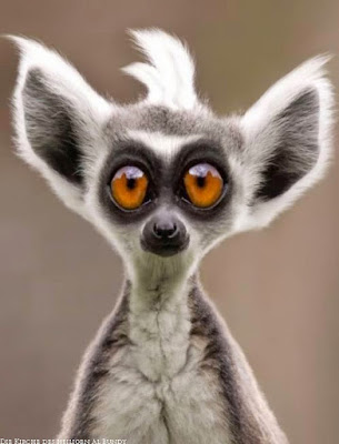 große Augen machen Witziges Tier Bild große Augen machen