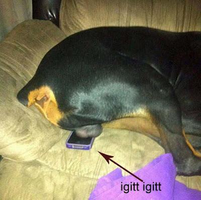 großer Hund liegt auf Handy, Smartphone  igitt igitt
