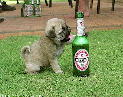 Kleiner Mops liebt Becks Bier lustige Hunde Bilder Kleiner Mops liebt Becks Bier