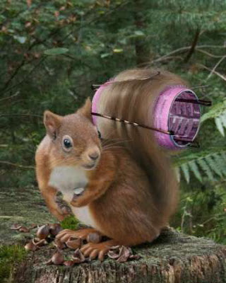 Eichhörnchen lustige Bilder Tiere Photoshop Eichhörnchen lustige Bilder Tiere Photoshop