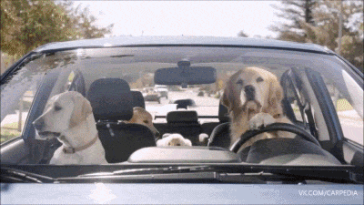 Hund Familie sitzt im Auto - Pudel kommt vorbei