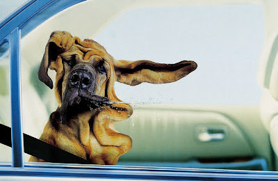 Hund im Auto sabbert witzig lustige Tierbilder