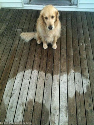 Fauler Hund im Regen - Abdruck auf dem Boden